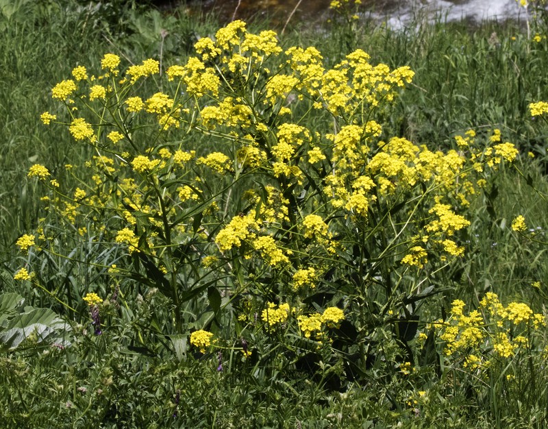 Turkish Wartycabbage photo 5