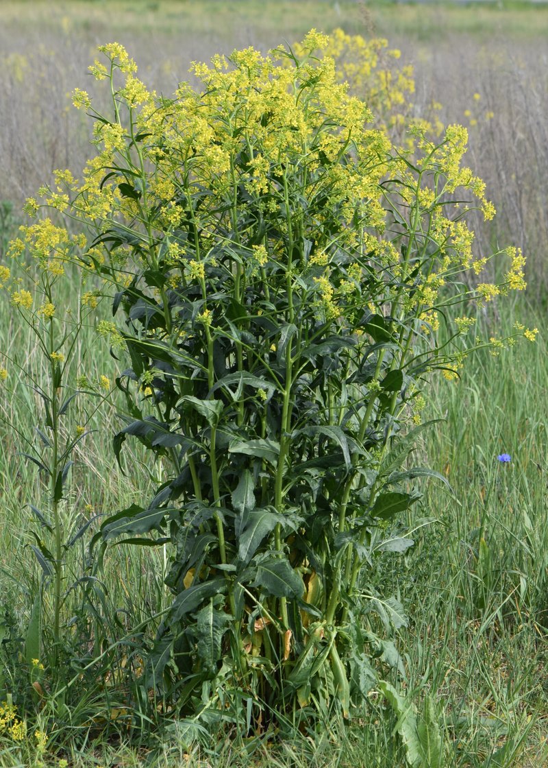 Turkish Wartycabbage photo 6