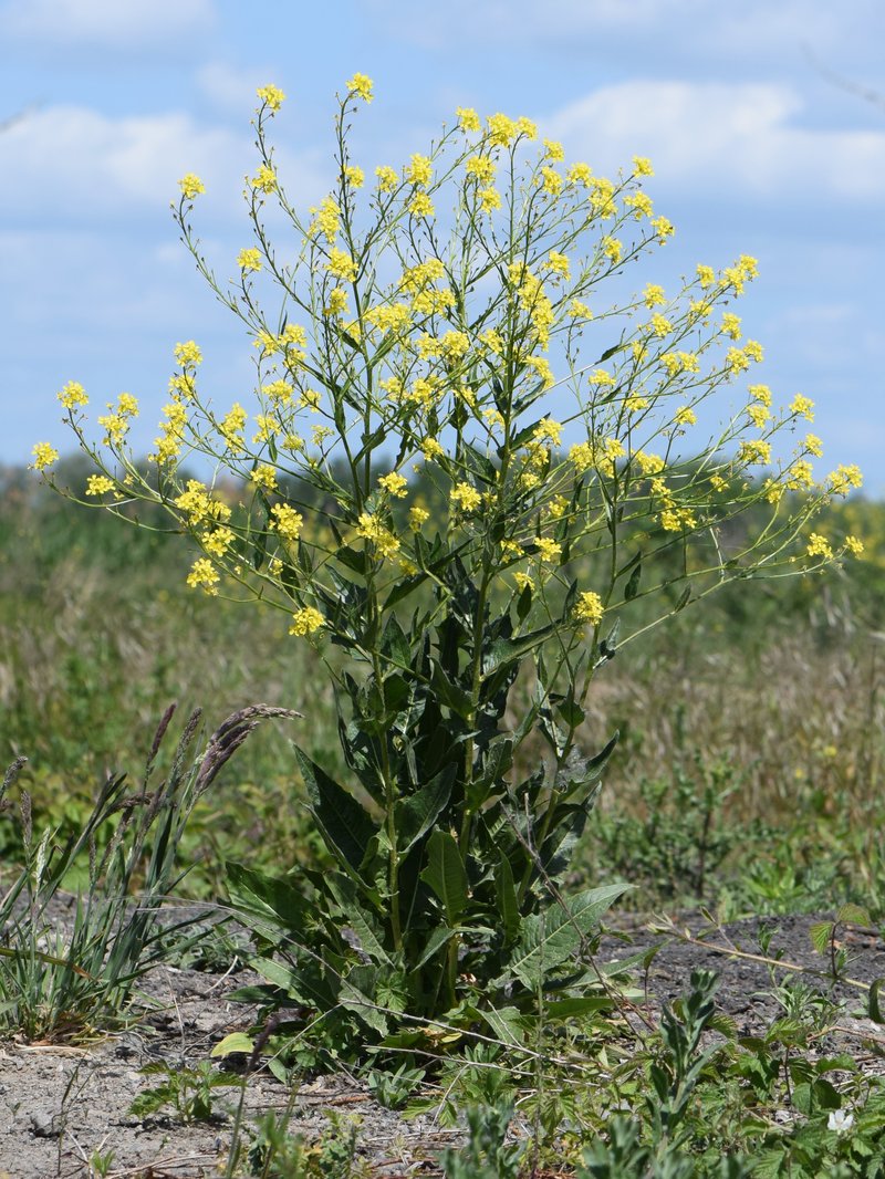 Turkish Wartycabbage photo 7