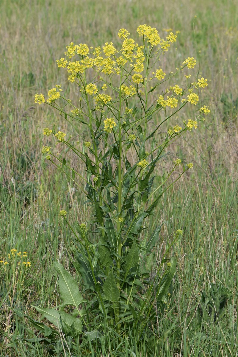 Turkish Wartycabbage photo 8