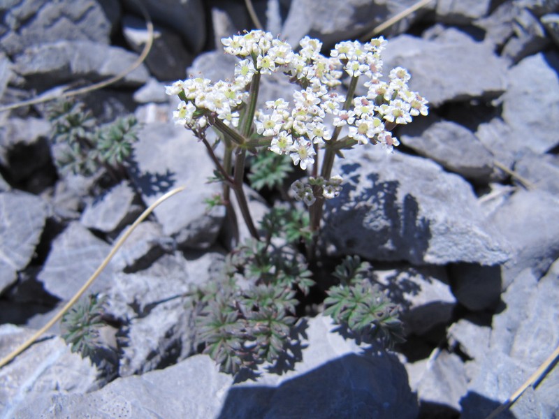 Bunium alpinum subsp. alpinum