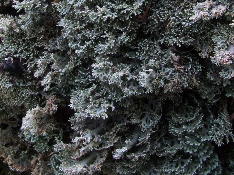 Bunodophoron melanocarpum