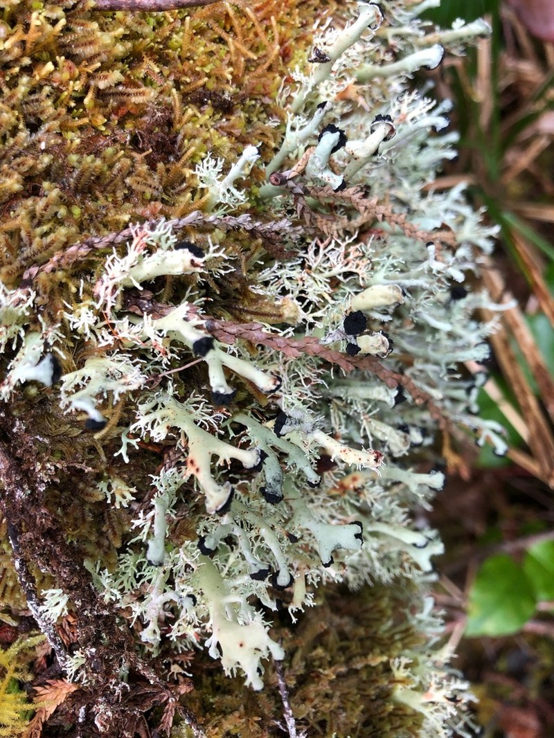 Bunodophoron melanocarpum photo 2