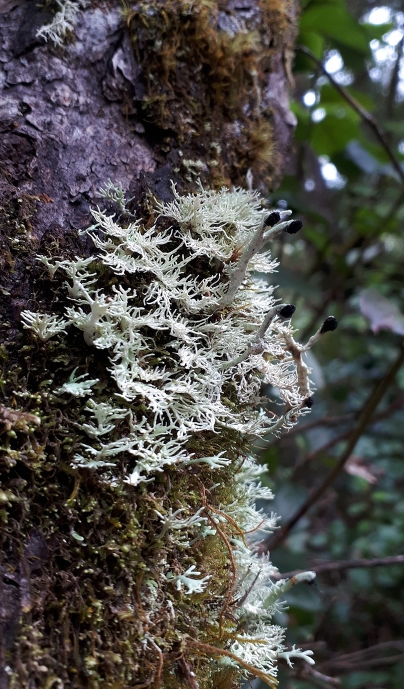 Bunodophoron melanocarpum photo 3