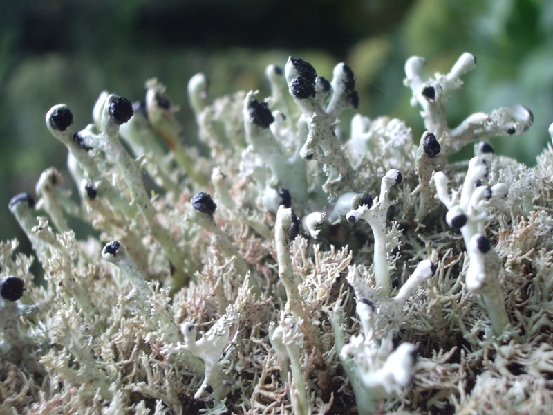 Bunodophoron melanocarpum photo 5