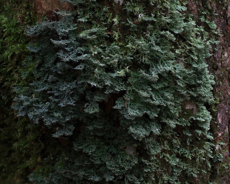Bunodophoron melanocarpum photo 6