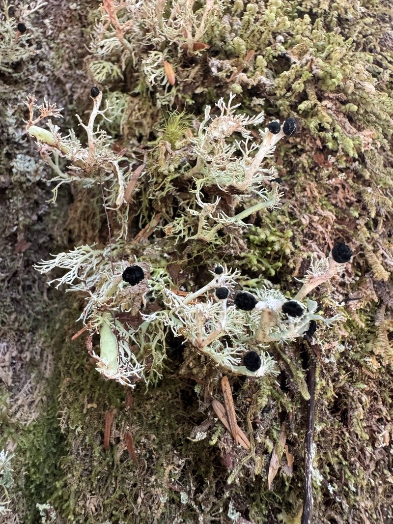 Bunodophoron melanocarpum photo 8