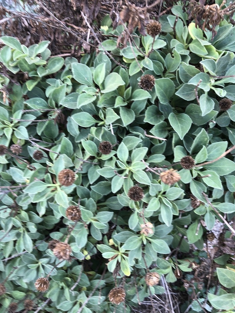 Buphthalmum inuloides