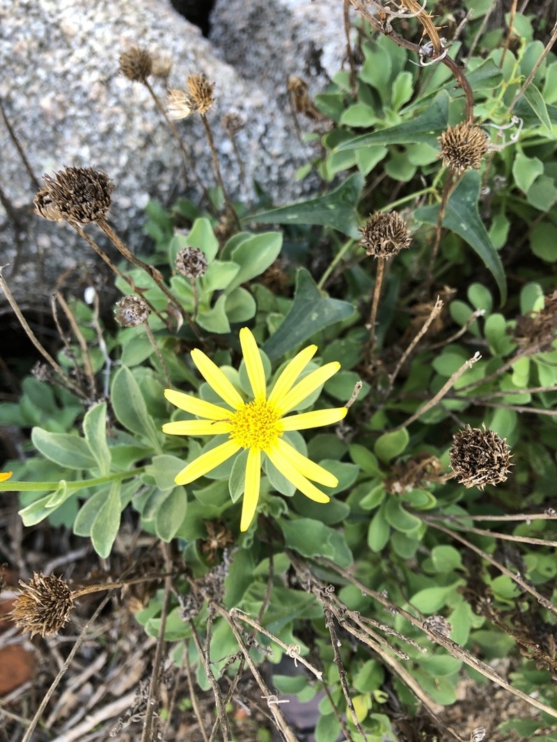 Buphthalmum inuloides photo 2