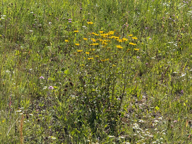 Buphthalmum salicifolium subsp. salicifolium