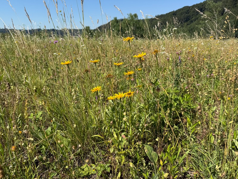 Buphthalmum salicifolium subsp. salicifolium photo 2