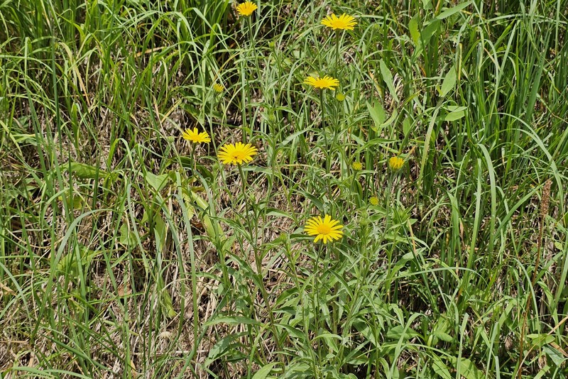 Buphthalmum salicifolium subsp. salicifolium photo 3