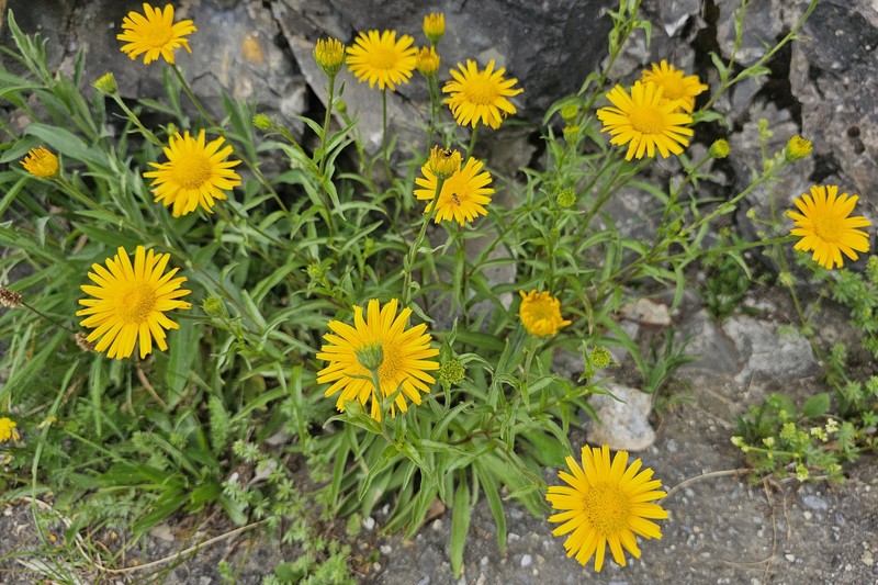 Buphthalmum salicifolium subsp. salicifolium photo 4