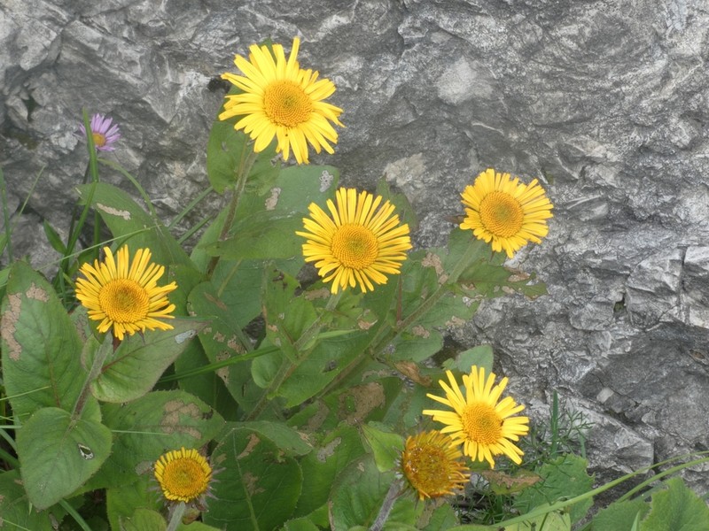 Buphthalmum speciosissimum