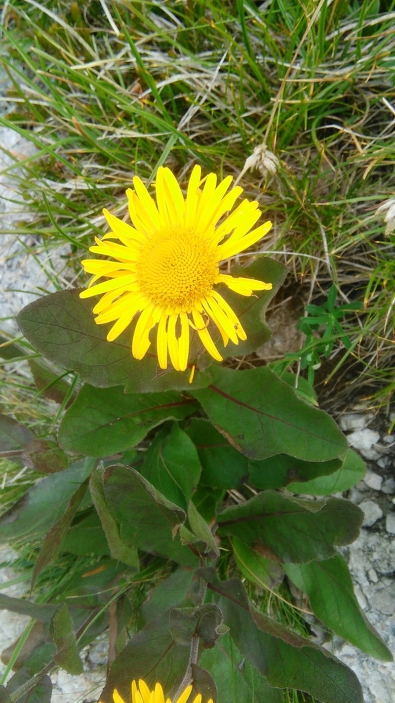 Buphthalmum speciosissimum photo 2