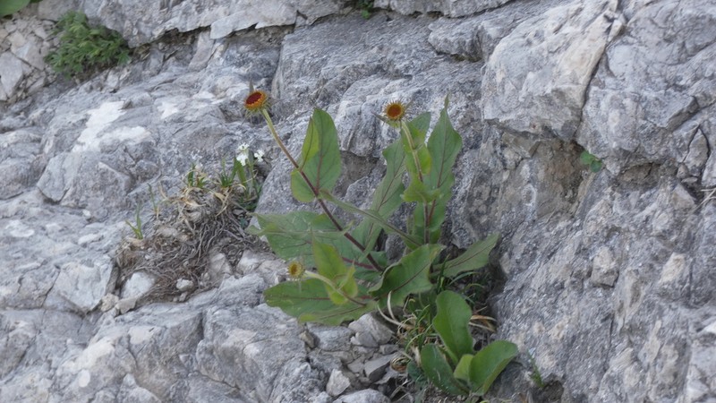 Buphthalmum speciosissimum photo 3
