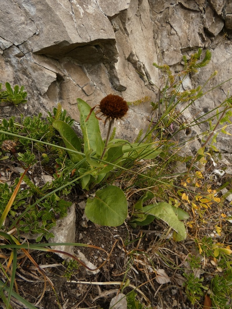 Buphthalmum speciosissimum photo 6
