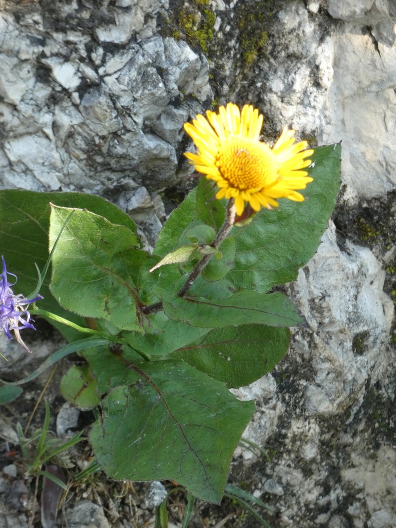 Buphthalmum speciosissimum photo 8