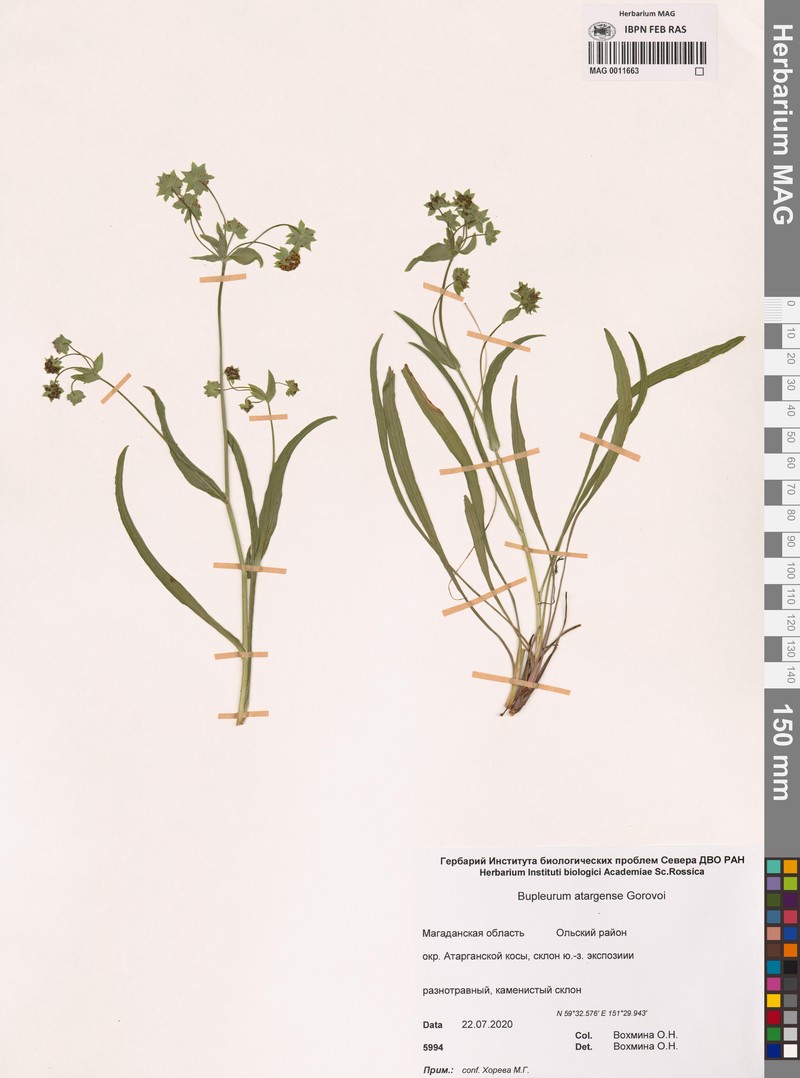 Bupleurum atargense