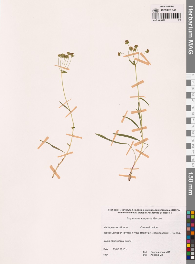 Bupleurum atargense photo 2