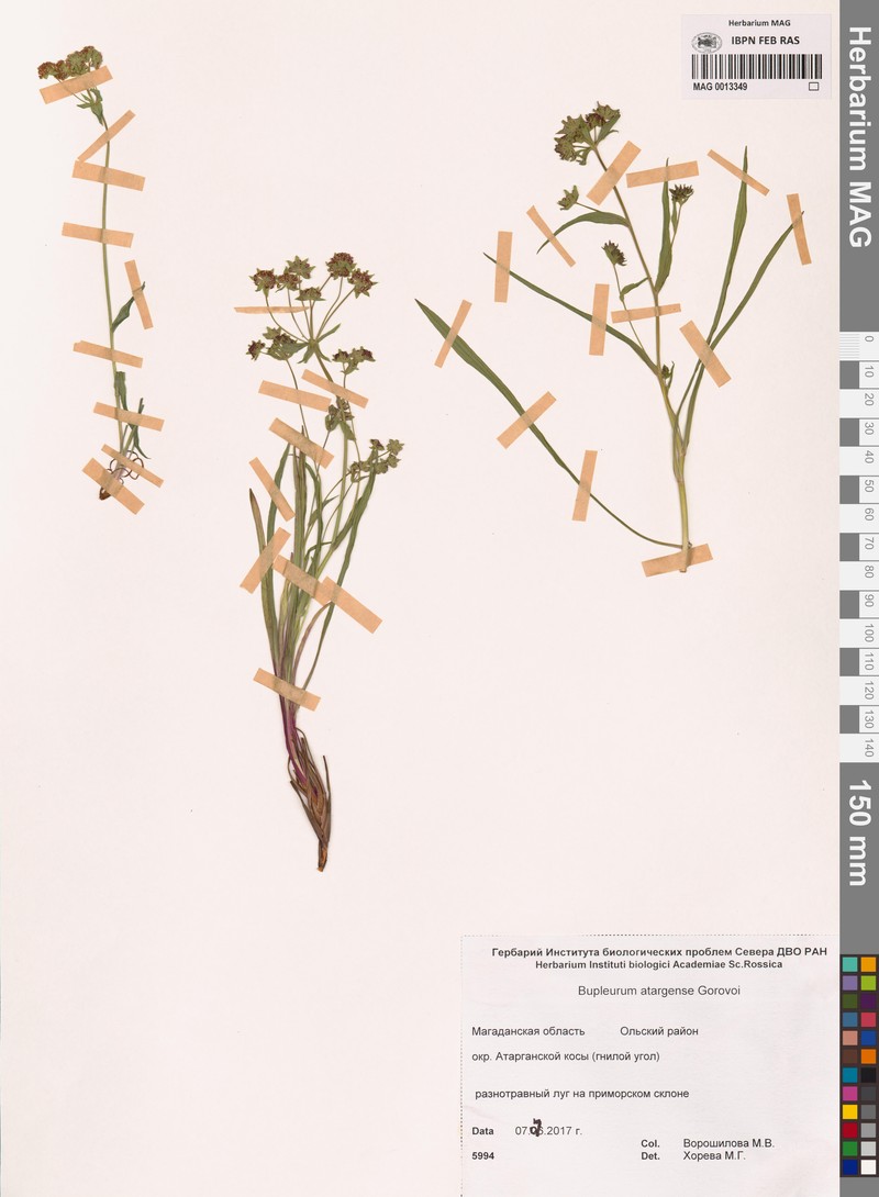 Bupleurum atargense photo 3