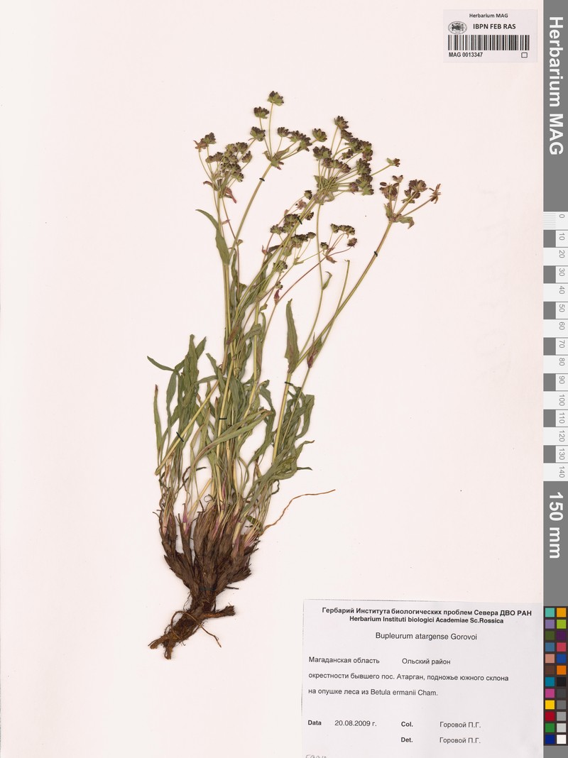 Bupleurum atargense photo 4