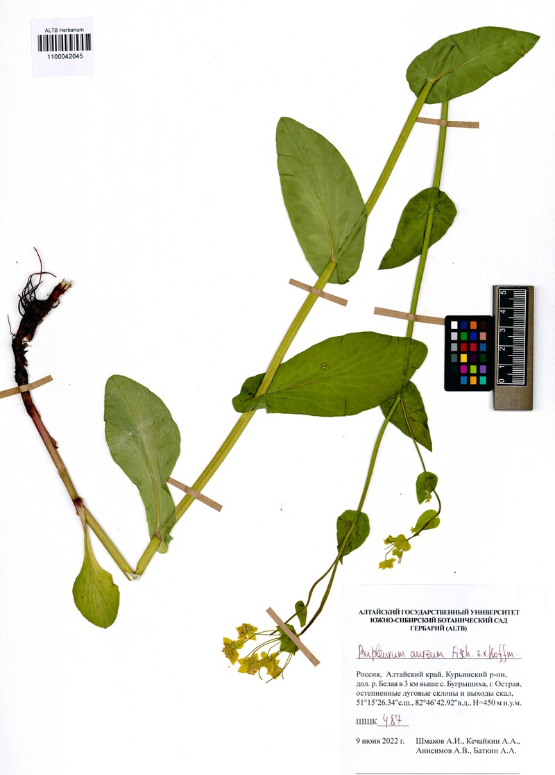 Bupleurum aureum subsp. aureum
