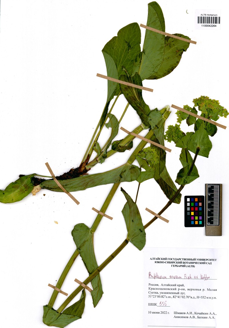Bupleurum aureum subsp. aureum photo 2