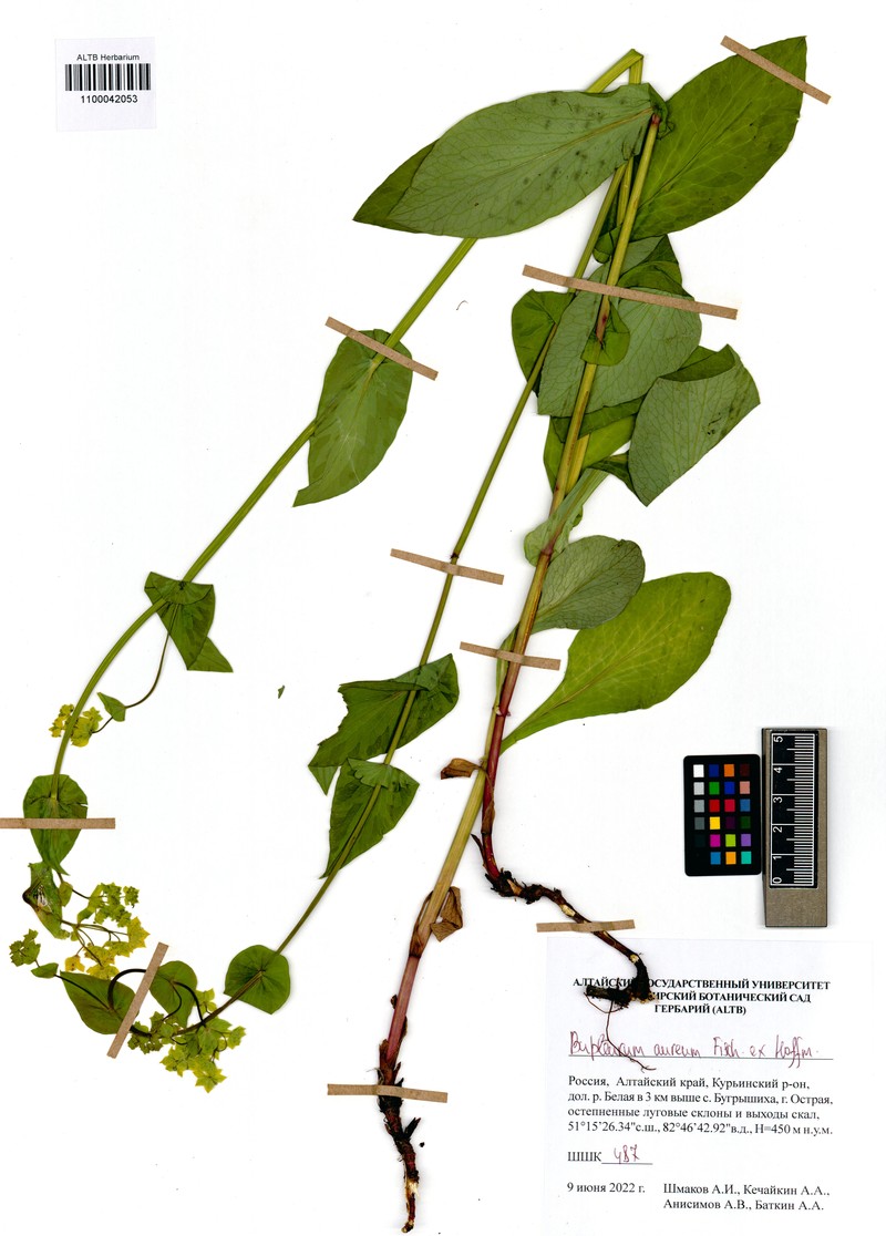 Bupleurum aureum subsp. aureum photo 3