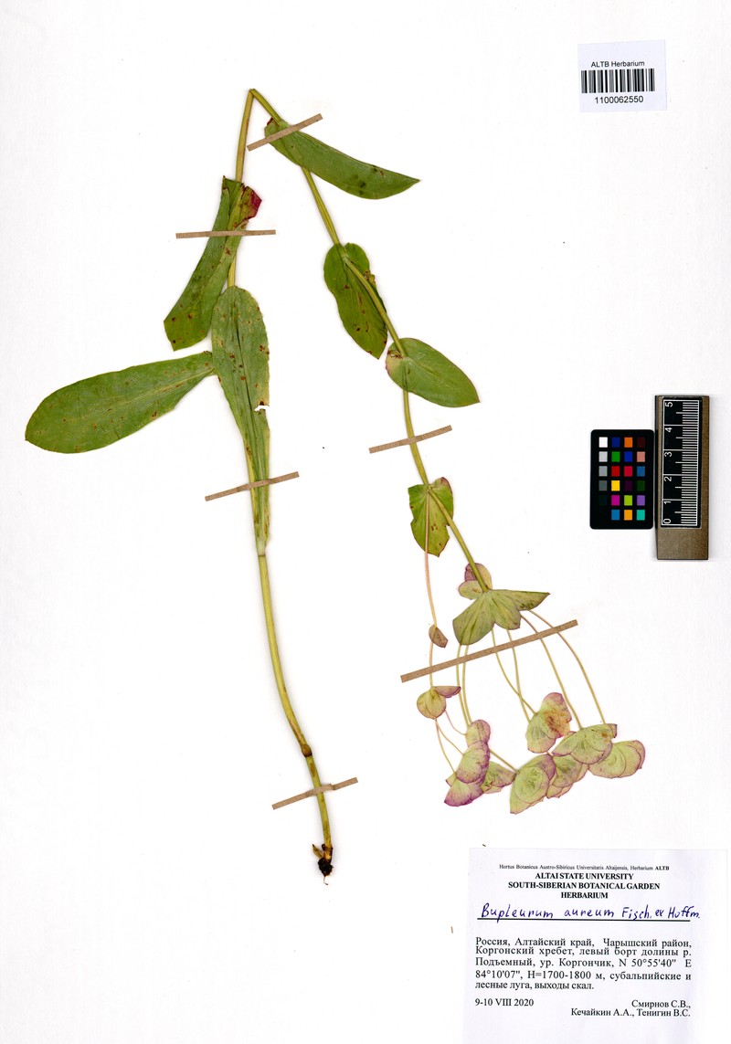 Bupleurum aureum subsp. aureum photo 4