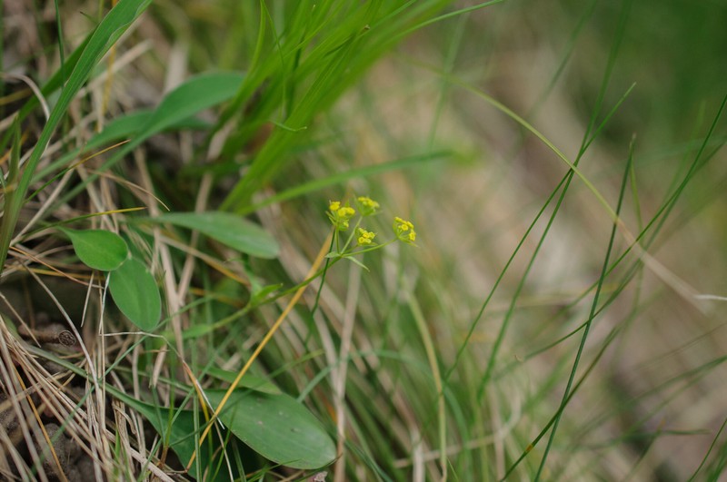 Bupleurum falcatum subsp. falcatum