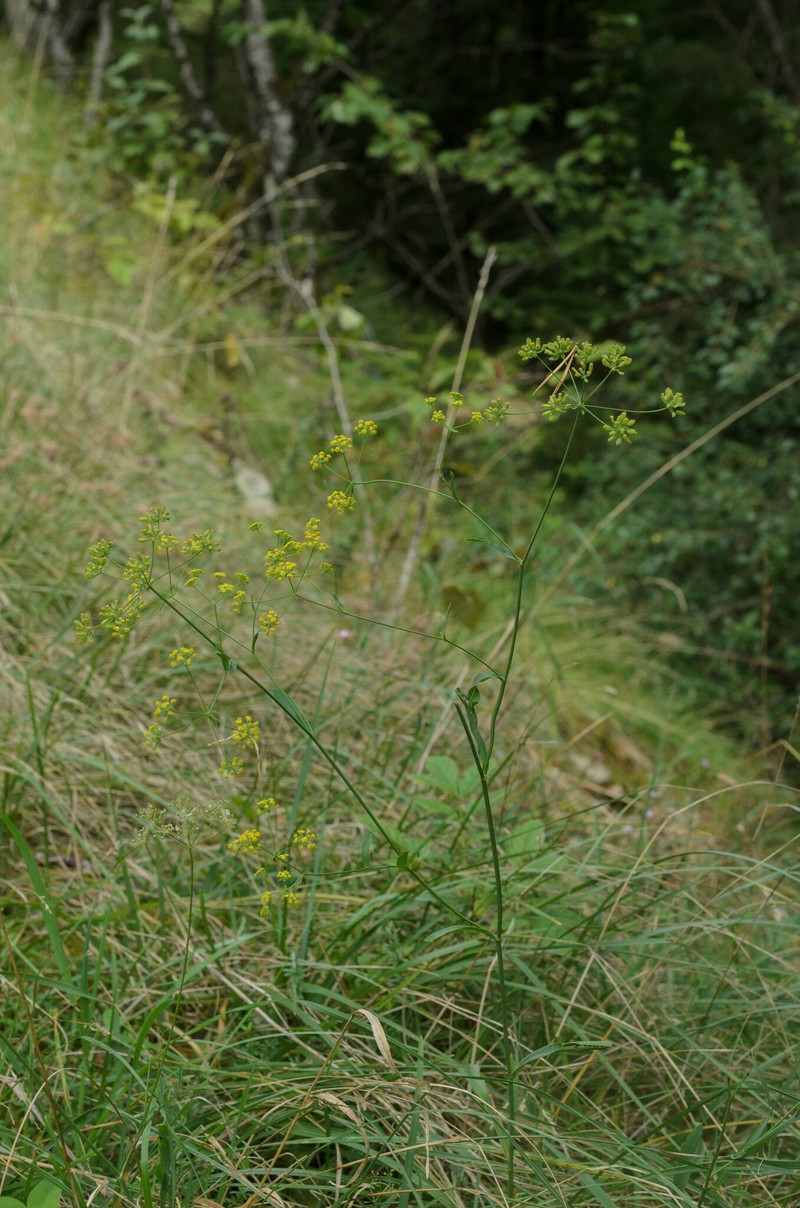 Bupleurum falcatum subsp. falcatum photo 2