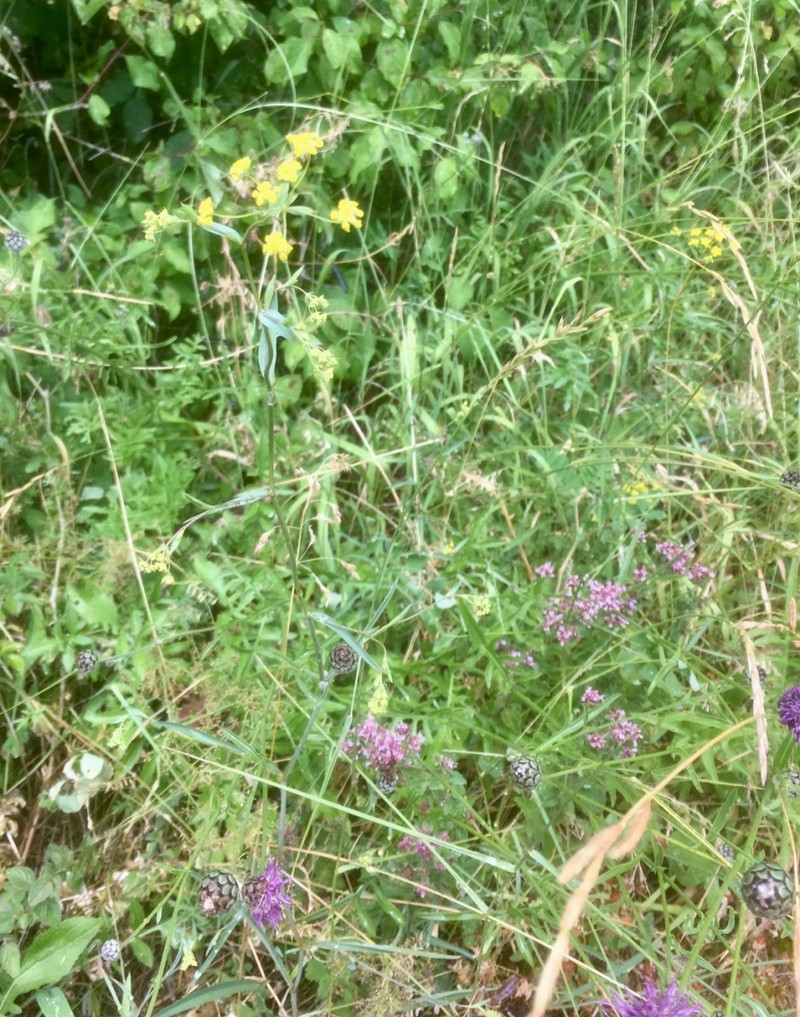 Bupleurum falcatum subsp. falcatum photo 3