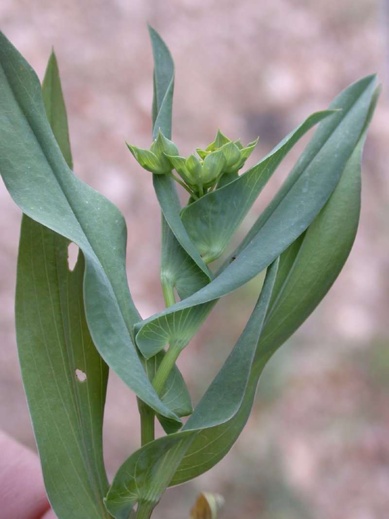 Lanceleaf Thorow Wax