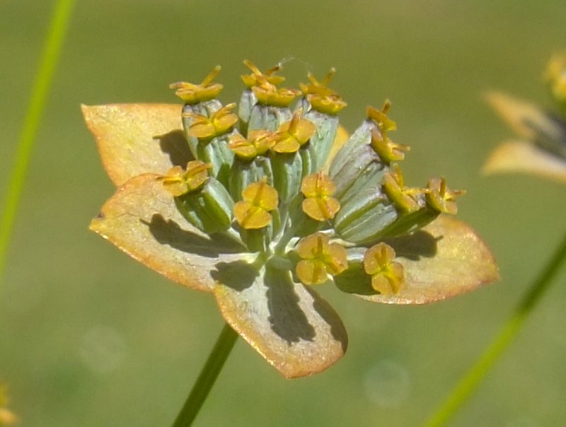 Lanceleaf Thorow Wax photo 3