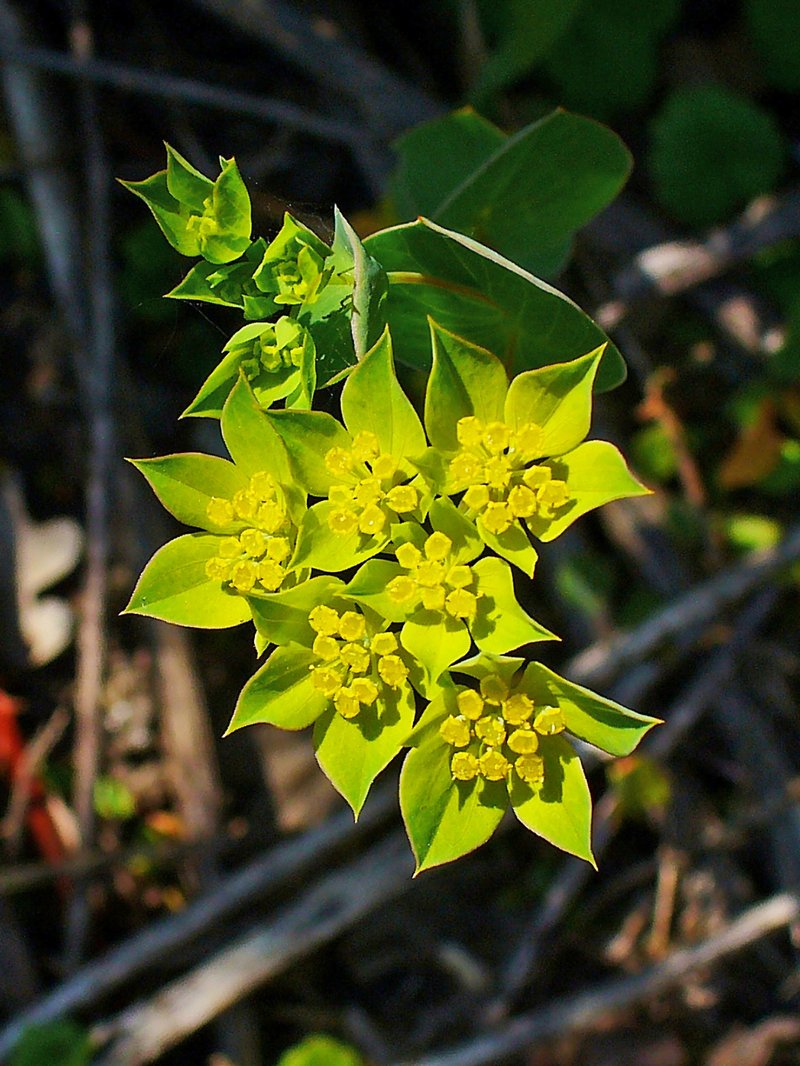 Lanceleaf Thorow Wax photo 5