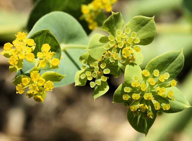 Lanceleaf Thorow Wax photo 6