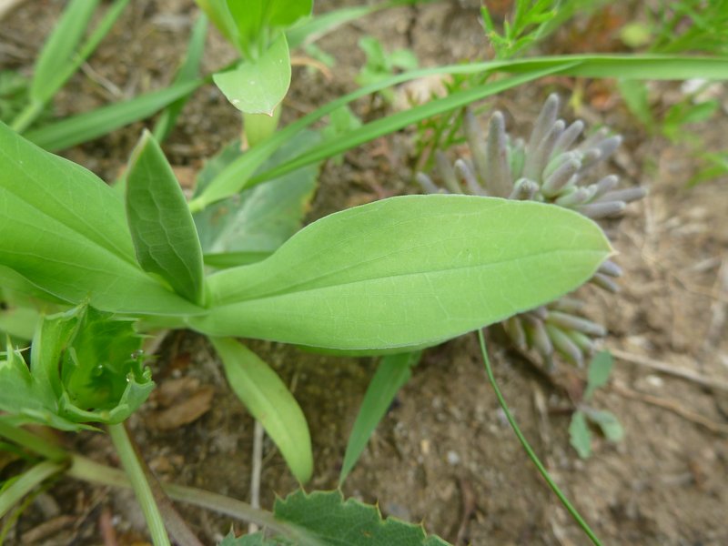 Lanceleaf Thorow Wax photo 7