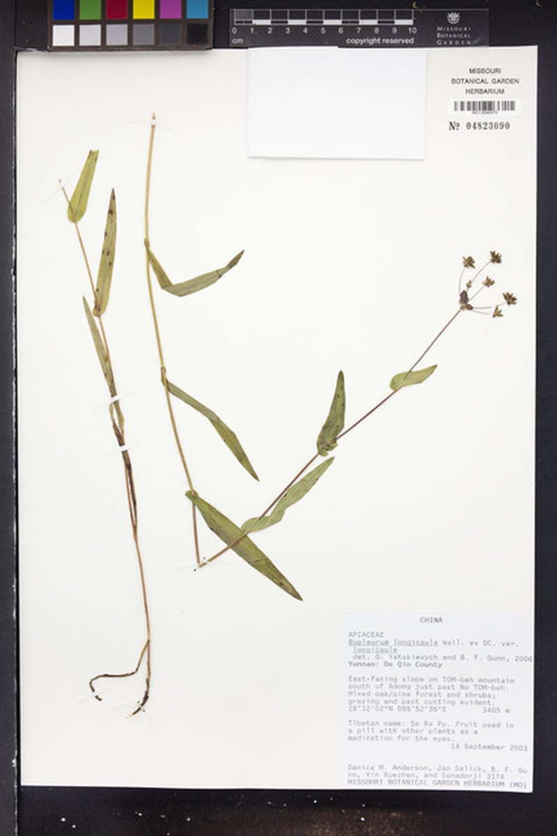 Bupleurum longicaule var. longicaule