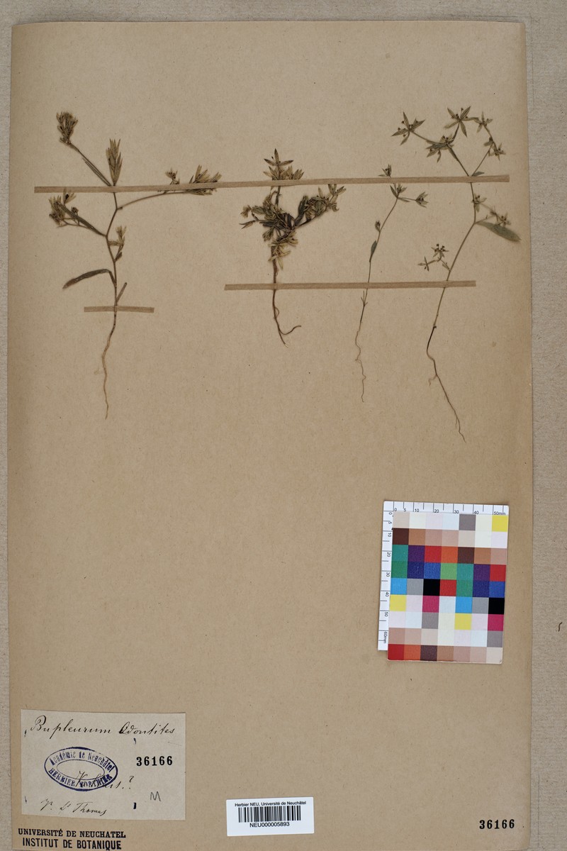 Narrowleaf Thorow Wax photo 5