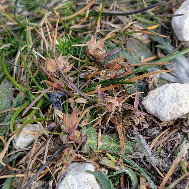 Narrowleaf Thorow Wax photo 2