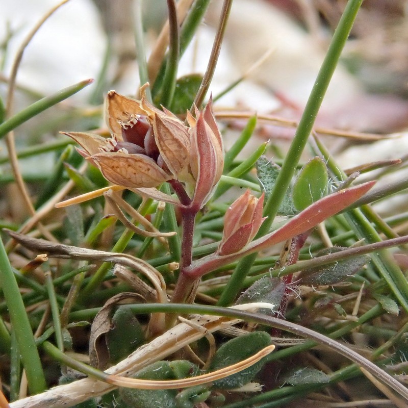 Narrowleaf Thorow Wax photo 4