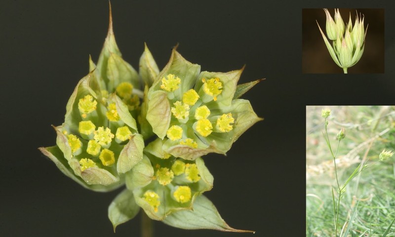 Narrowleaf Thorow Wax