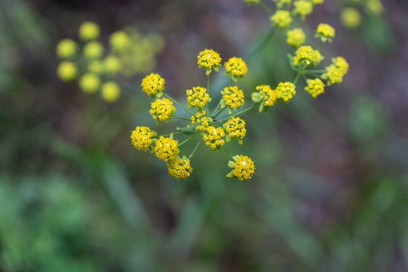 Bupleurum parvifolium