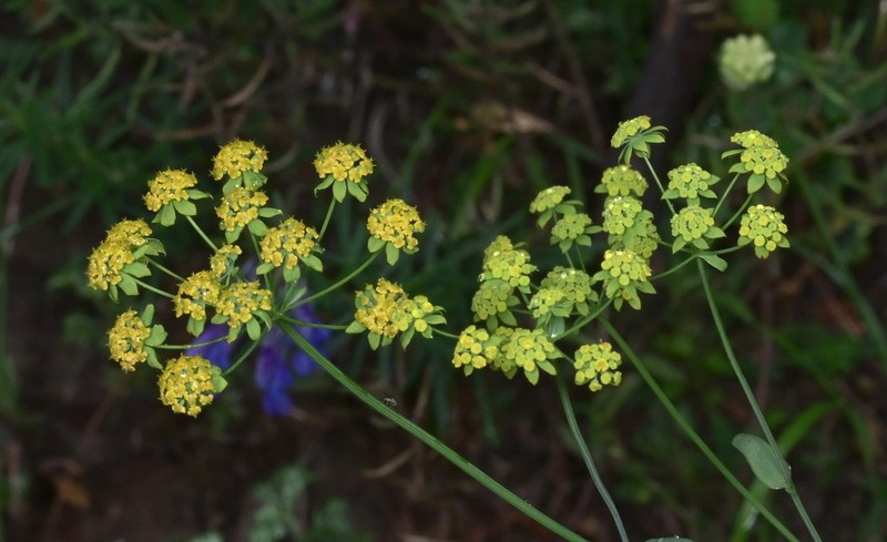 Bupleurum parvifolium photo 2