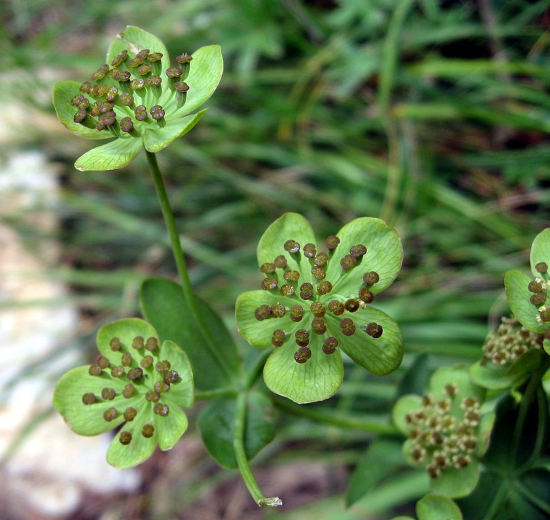 Bupleurum ranunculoides
