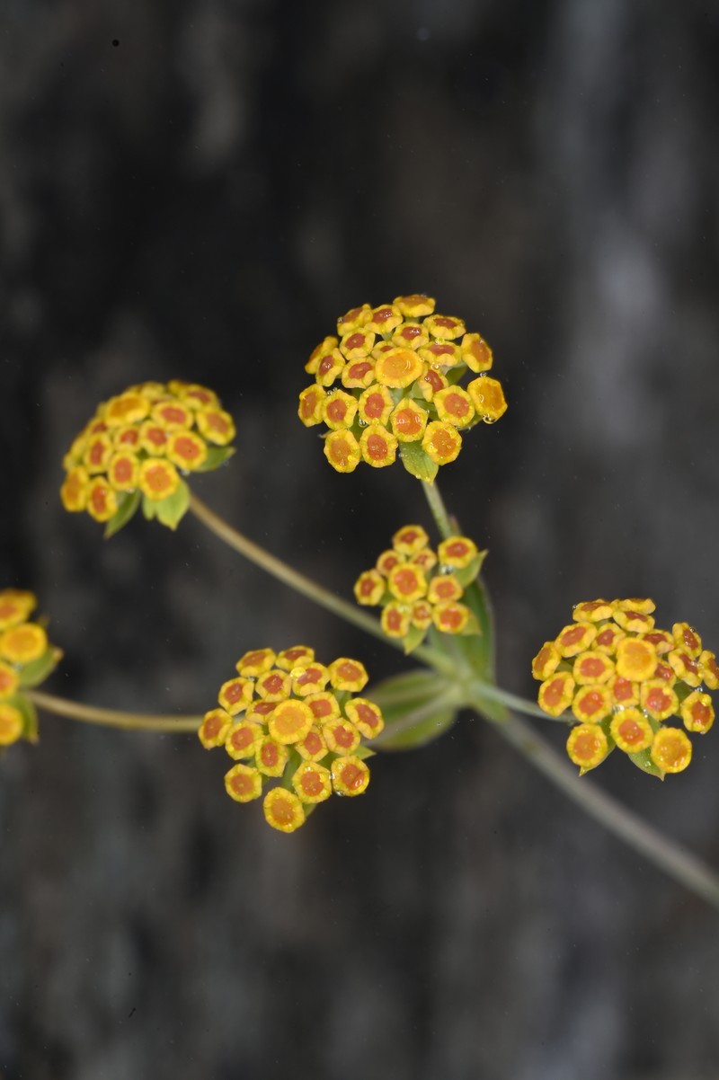 Bupleurum ranunculoides subsp. ranunculoides