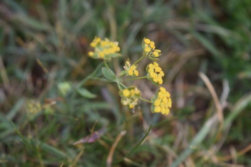 Bupleurum ranunculoides subsp. ranunculoides photo 2