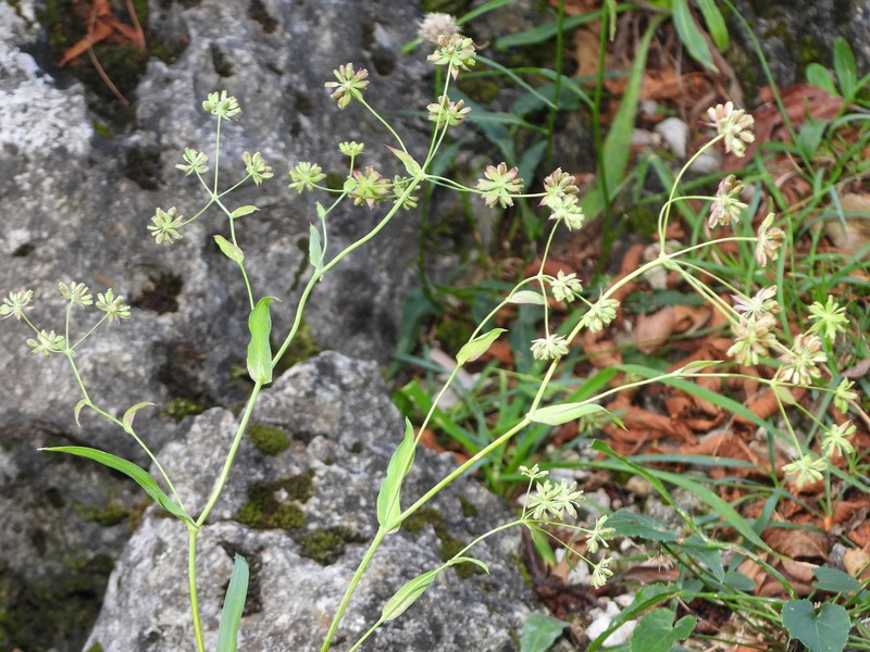 Bupleurum ranunculoides subsp. ranunculoides photo 3