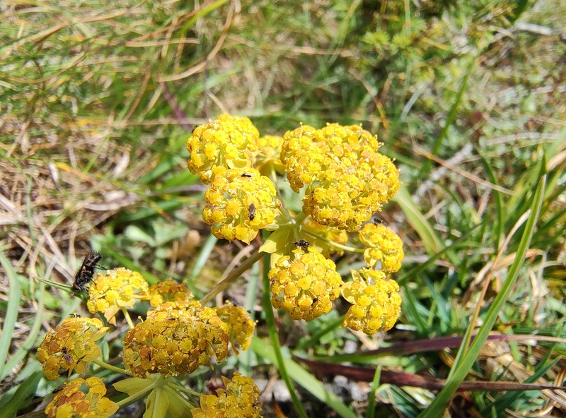 Bupleurum ranunculoides subsp. ranunculoides photo 4